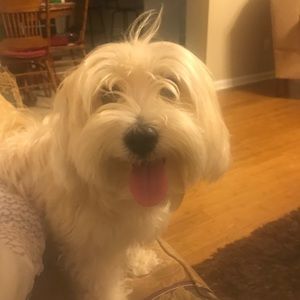 Meet your Posher, Carls